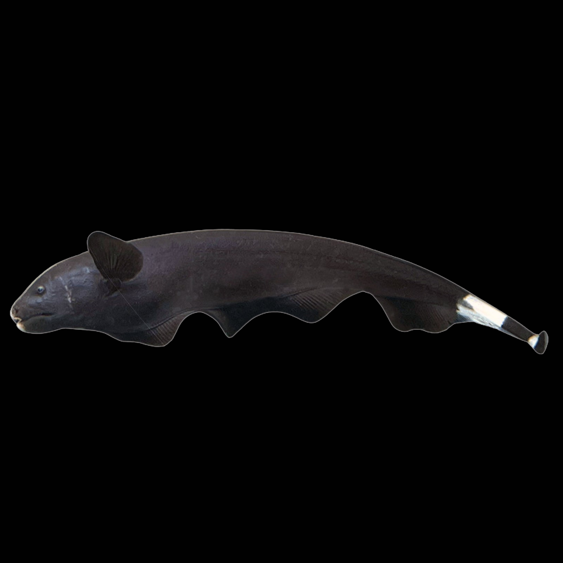 Black Ghost Knifefish (Apteronotus albifrons) inky black fish with a white snout blaze and long rippling anal fin