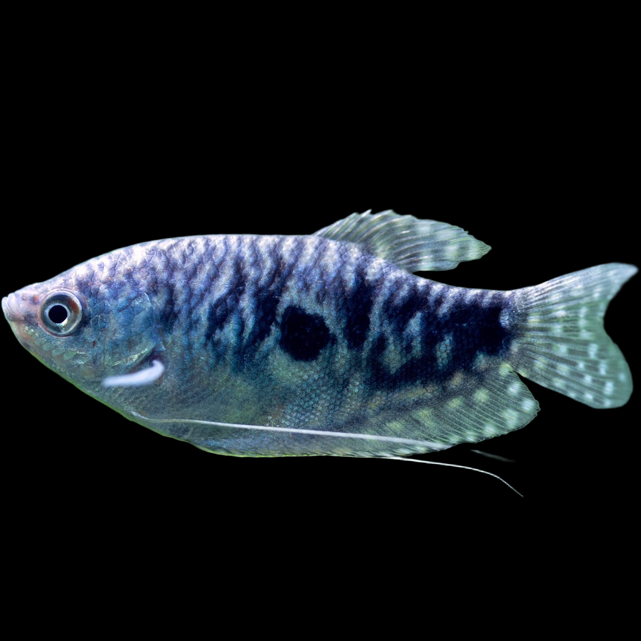 Blue Opaline Gourami Trichogaster trichopterus