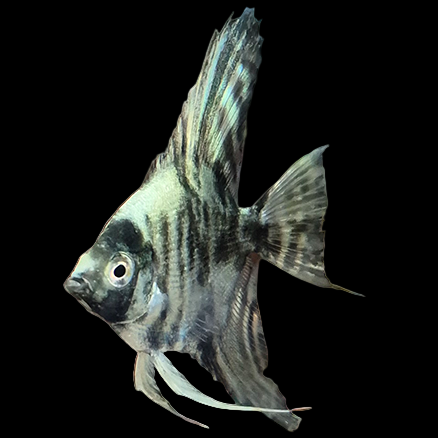 Blue Emerald Marble Angelfish