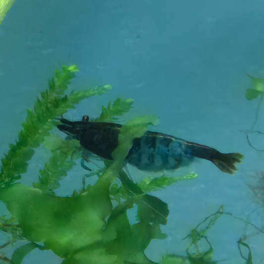 Blue Sakura Shrimp