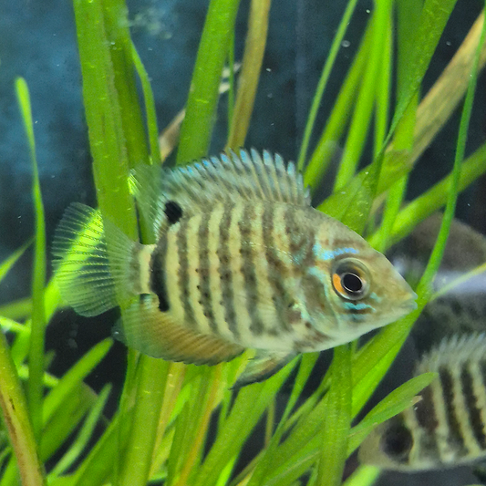 Turquoise Blue Severum