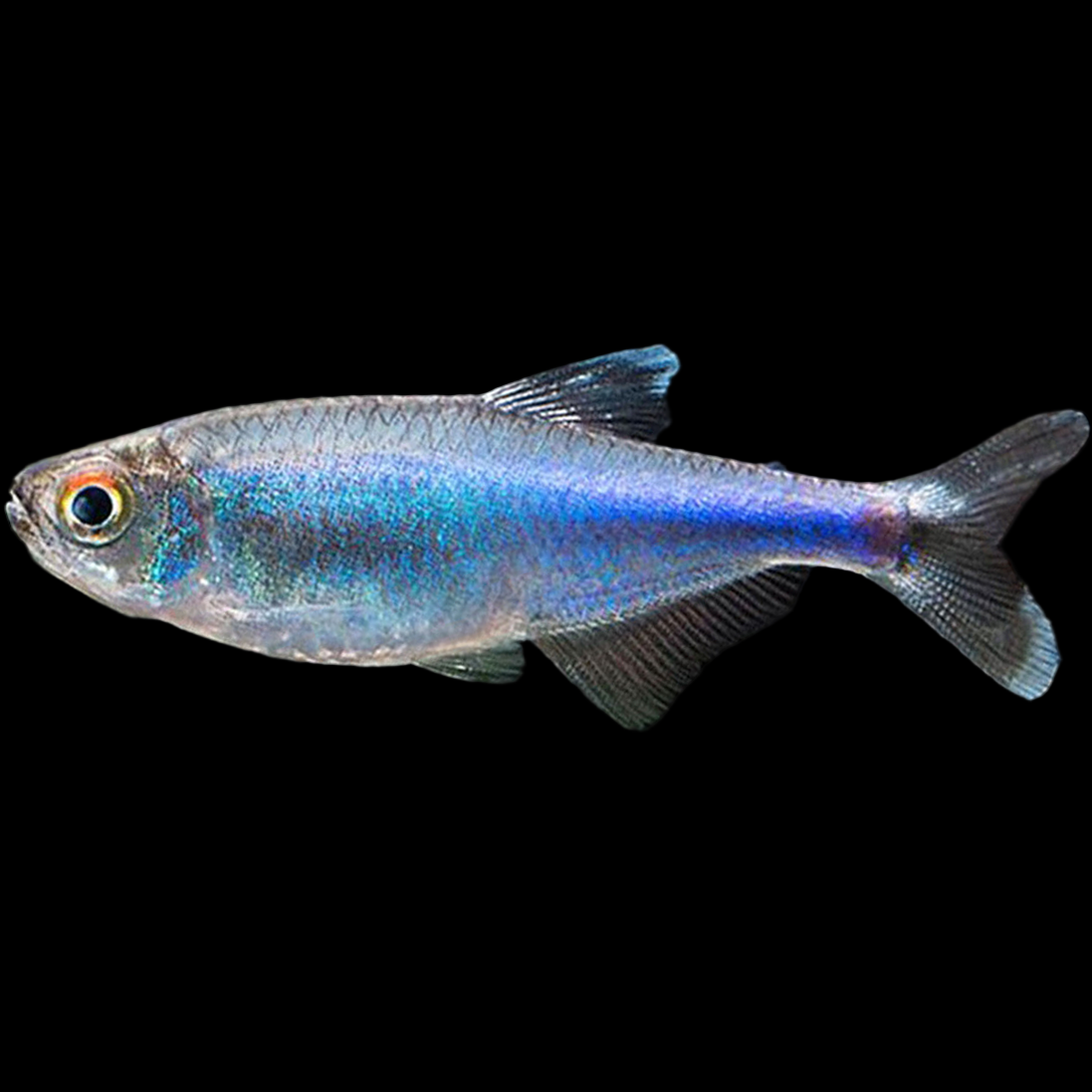 Boehlkea fredcochui Blue King Tetra