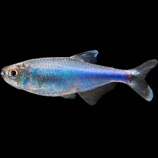 Boehlkea fredcochui Blue King Tetra