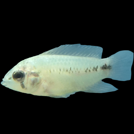 Apistogramma borelli