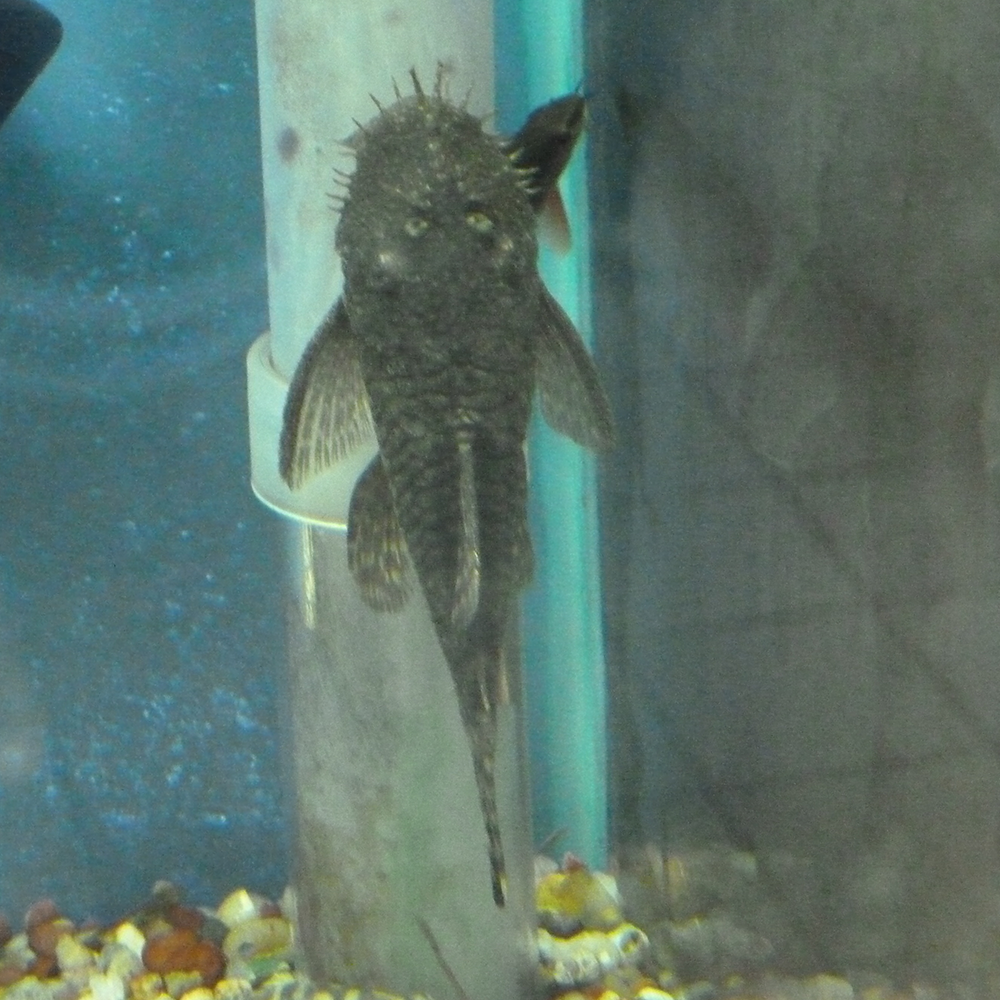 Bristlenose Pleco