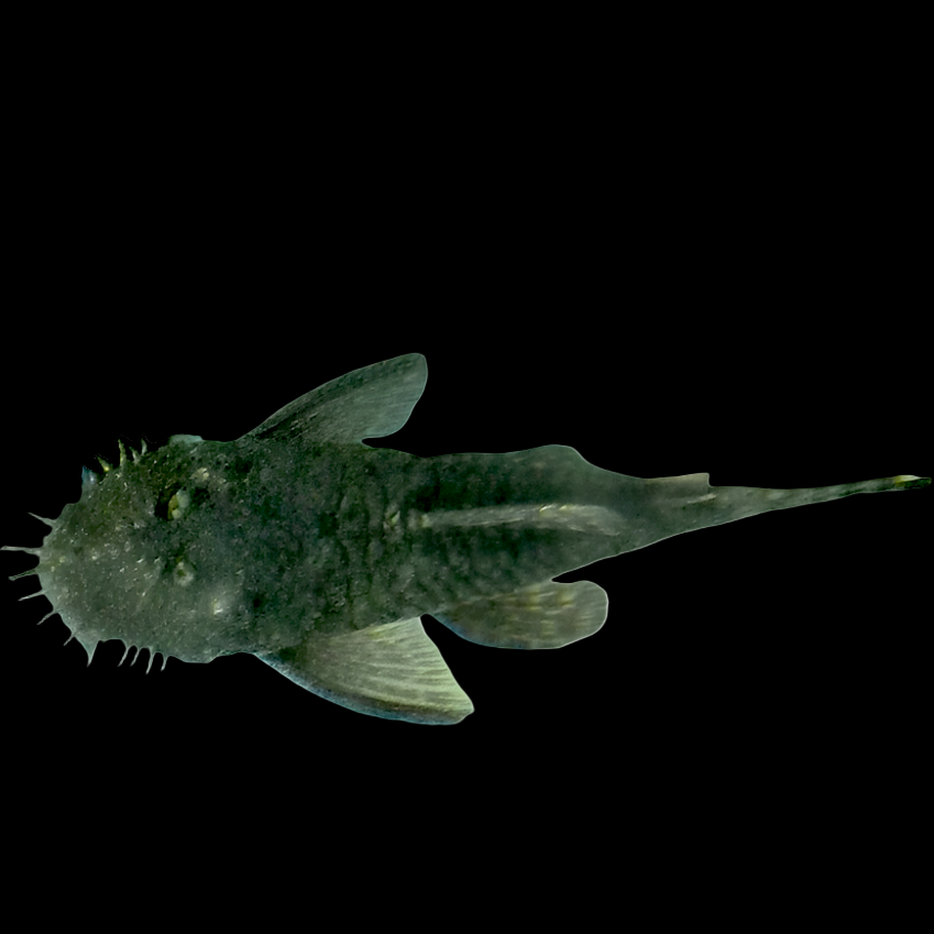 Bristlenose Pleco