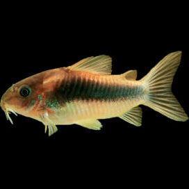 Bronze Cory catfish