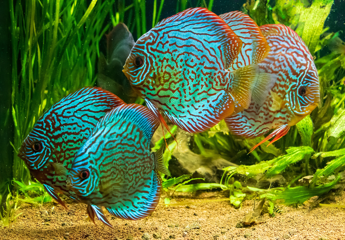 Tropical Fish Imports