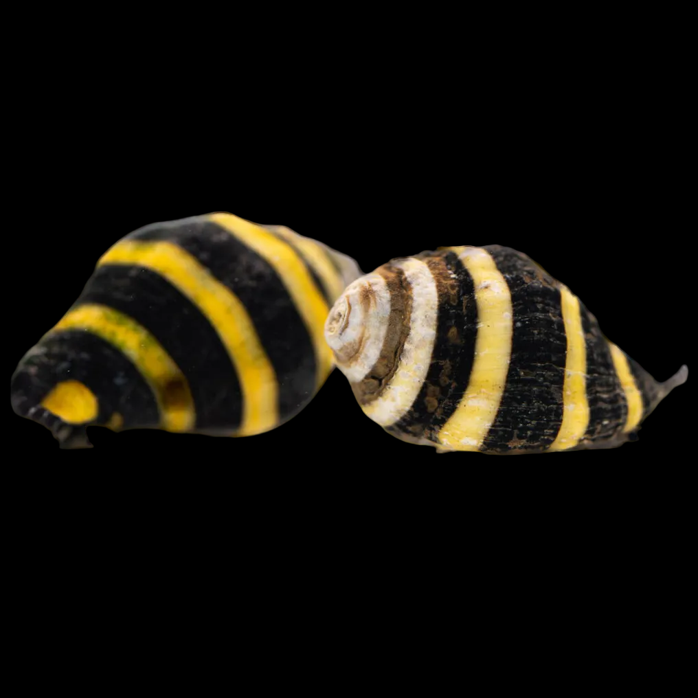 Bumblebee Snail (Engina mendicaria) — small whelk with black and yellow banding on a ridged shell