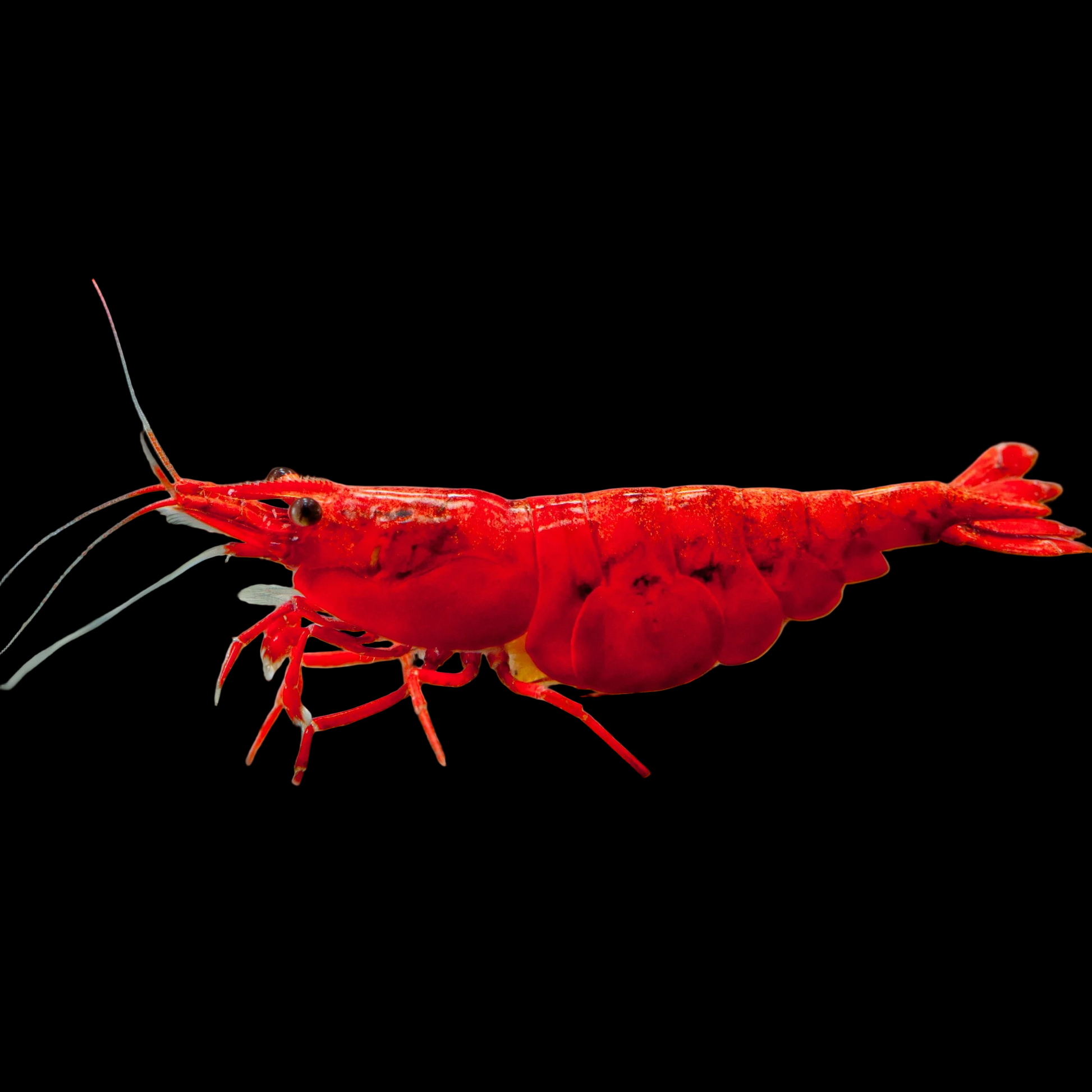 Neocaridina heteropoda Cherry Shrimp