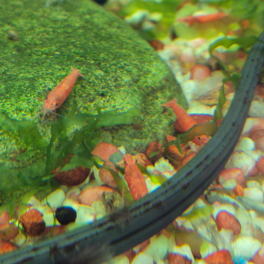 Red Cherry Shrimp