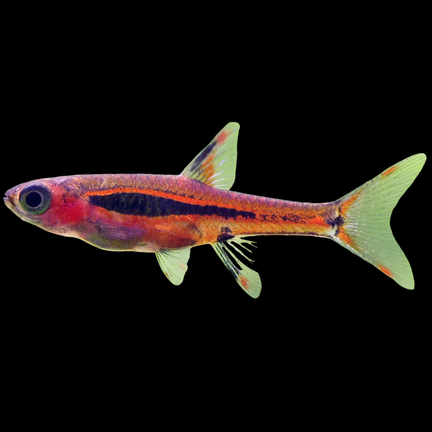Chili Rasbora (Boraras brigittae) — tiny deep red nano fish with a dark lateral stripe among plants
