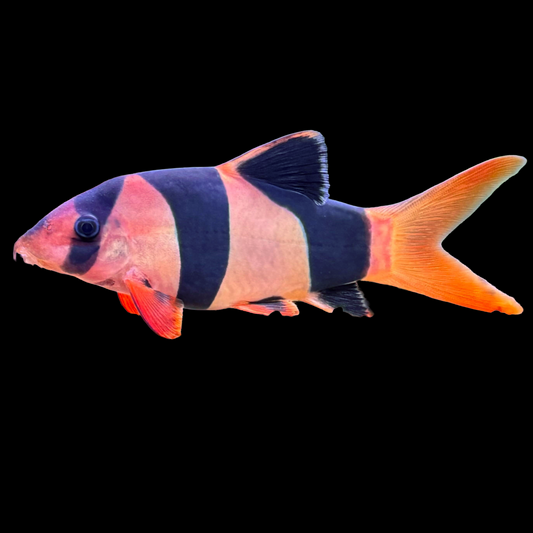 Clown Loach