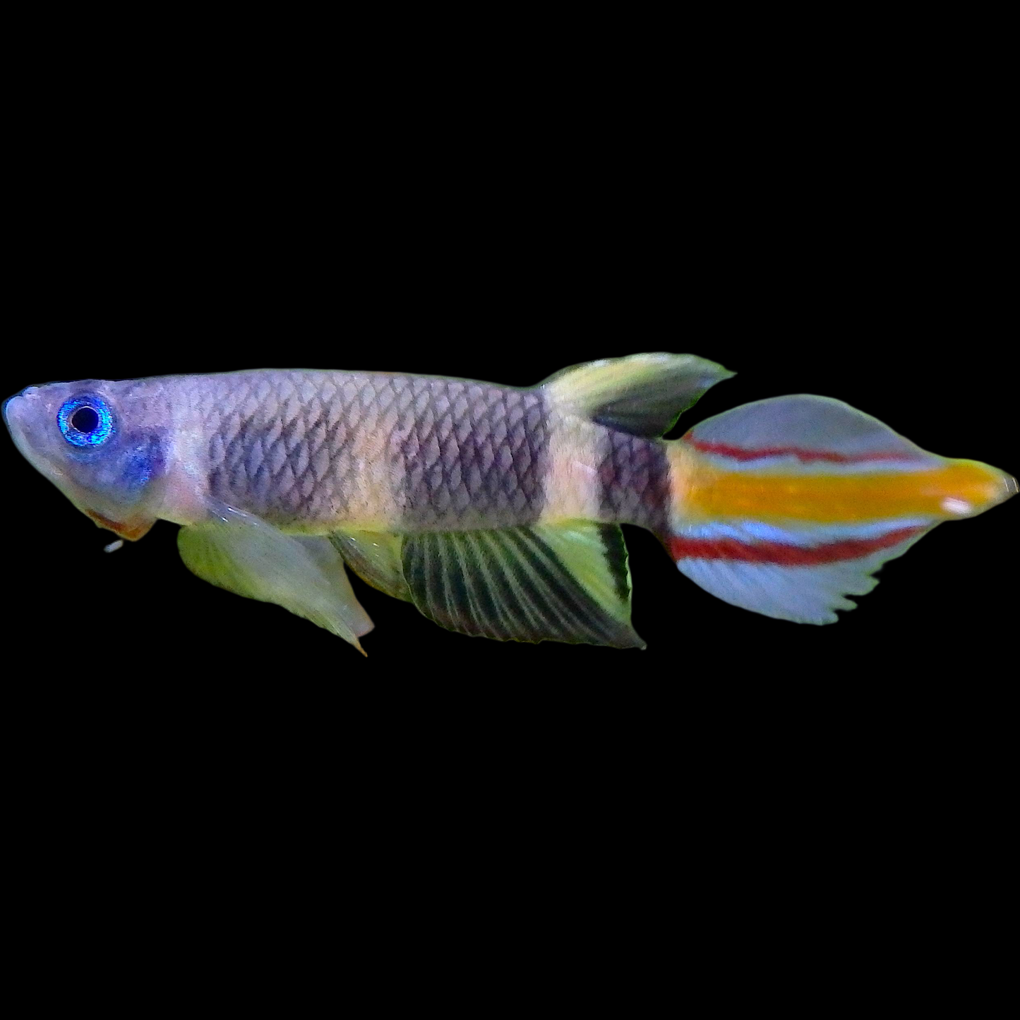 Clown Killi Epiplatys annulatus