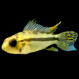 Cockatoo Dwarf Cichlid (Apistogramma cacatuoides) — male with raised spiky dorsal fin and orange tail