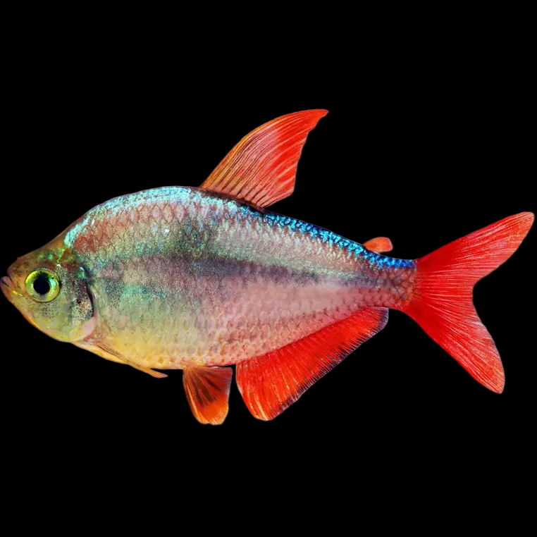 Colombian Tetra Hyphessobrycon colombianus