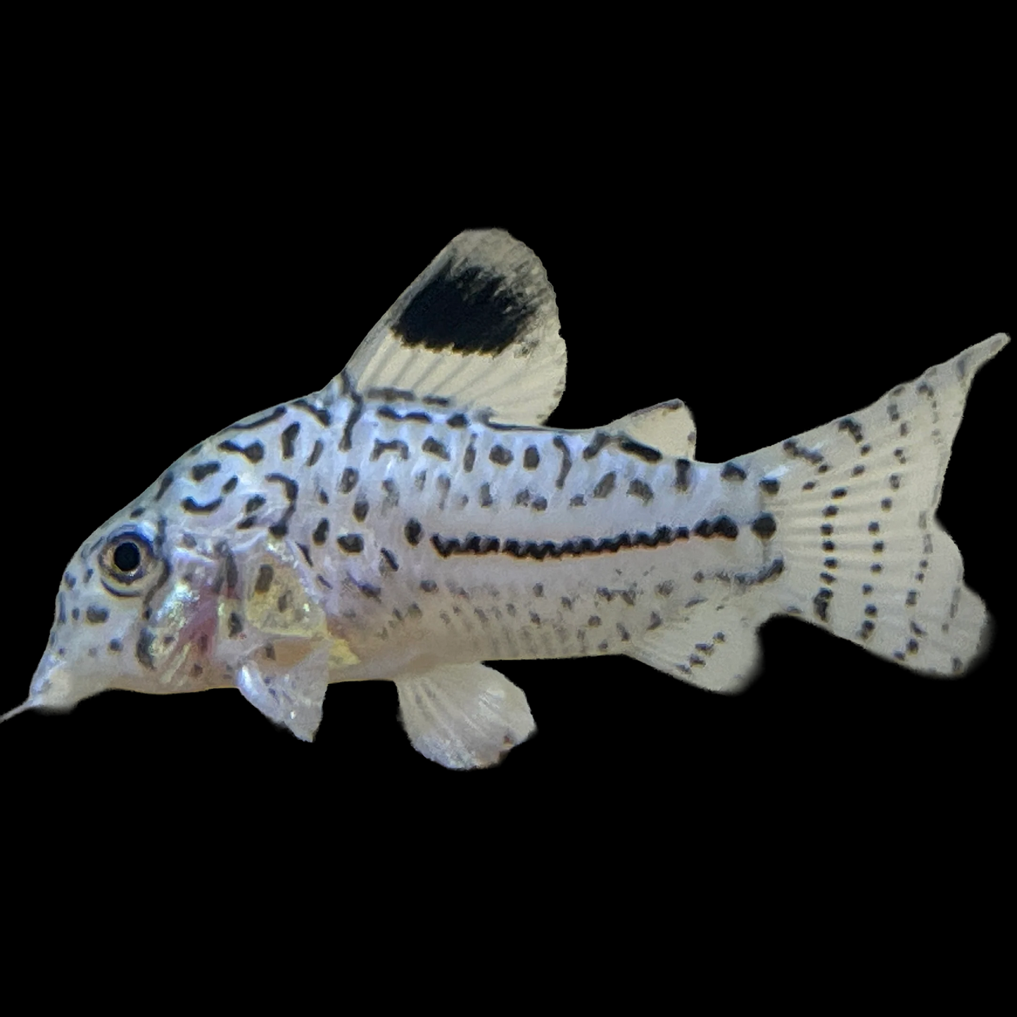 Corydoras julii