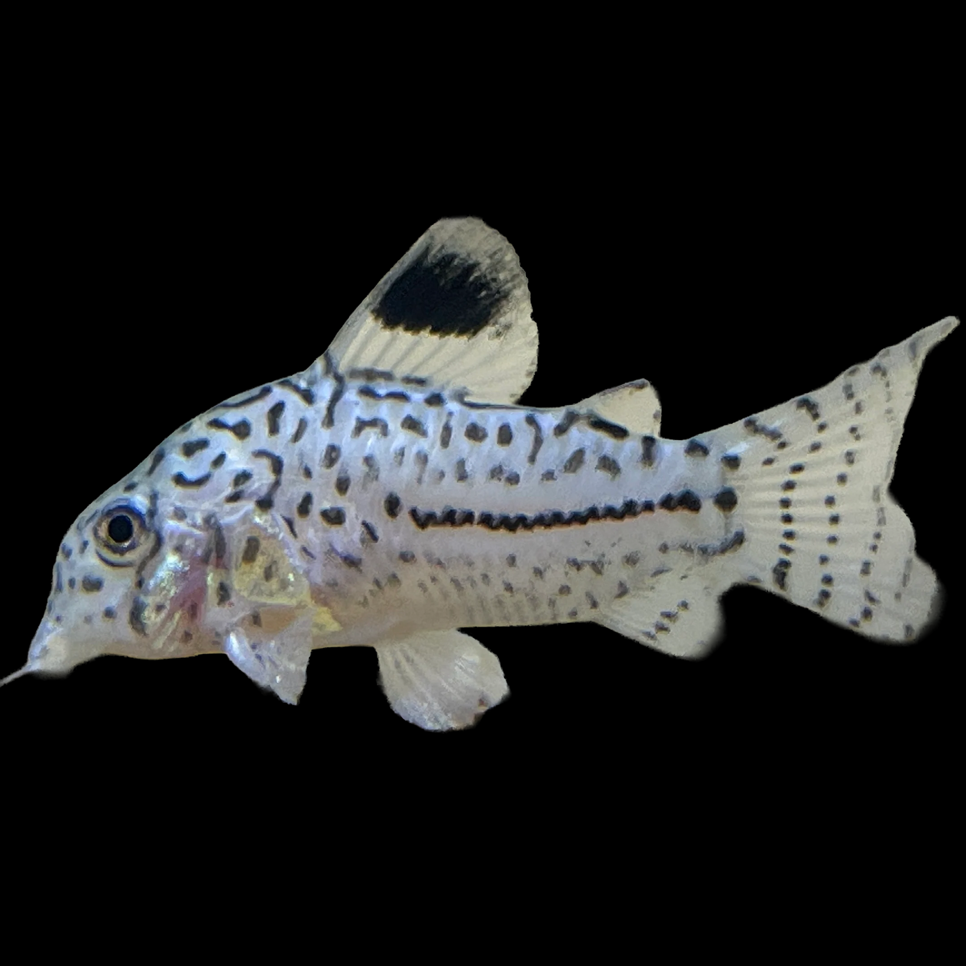 Corydoras julii