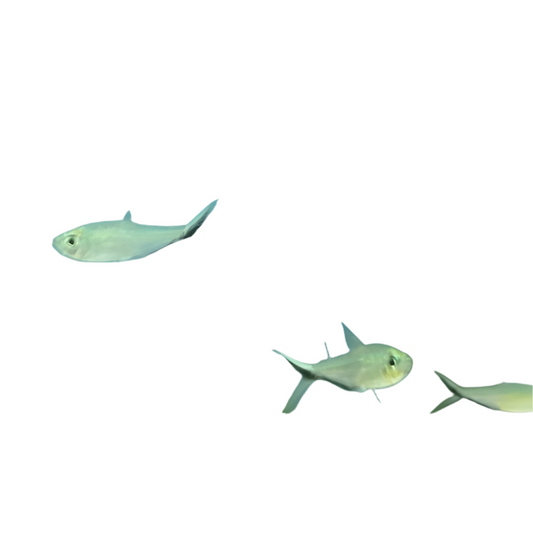 Costae Tetra