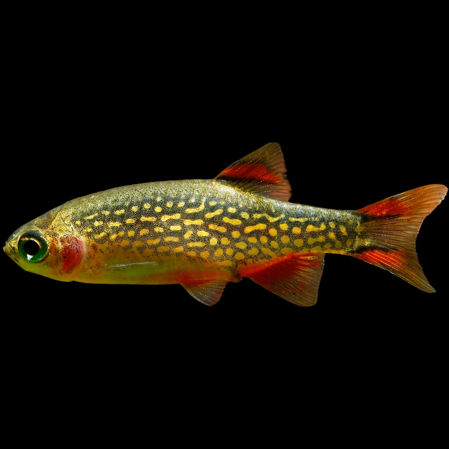Galaxy Rasbora / Celestial Pearl Danios