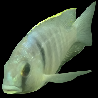Deep Water Hap (Placidochromis electra) — pale blue Malawi cichlid with a dark vertical bar behind the head