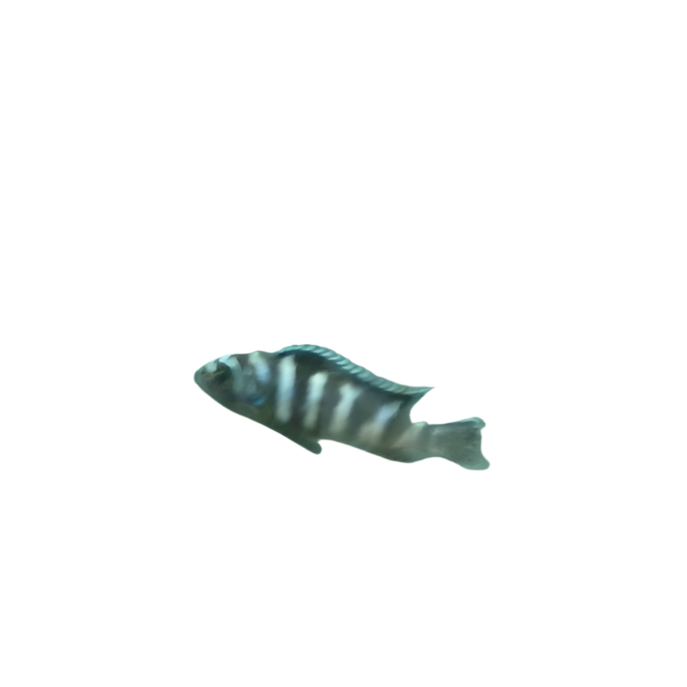 Demasoni Cichlid