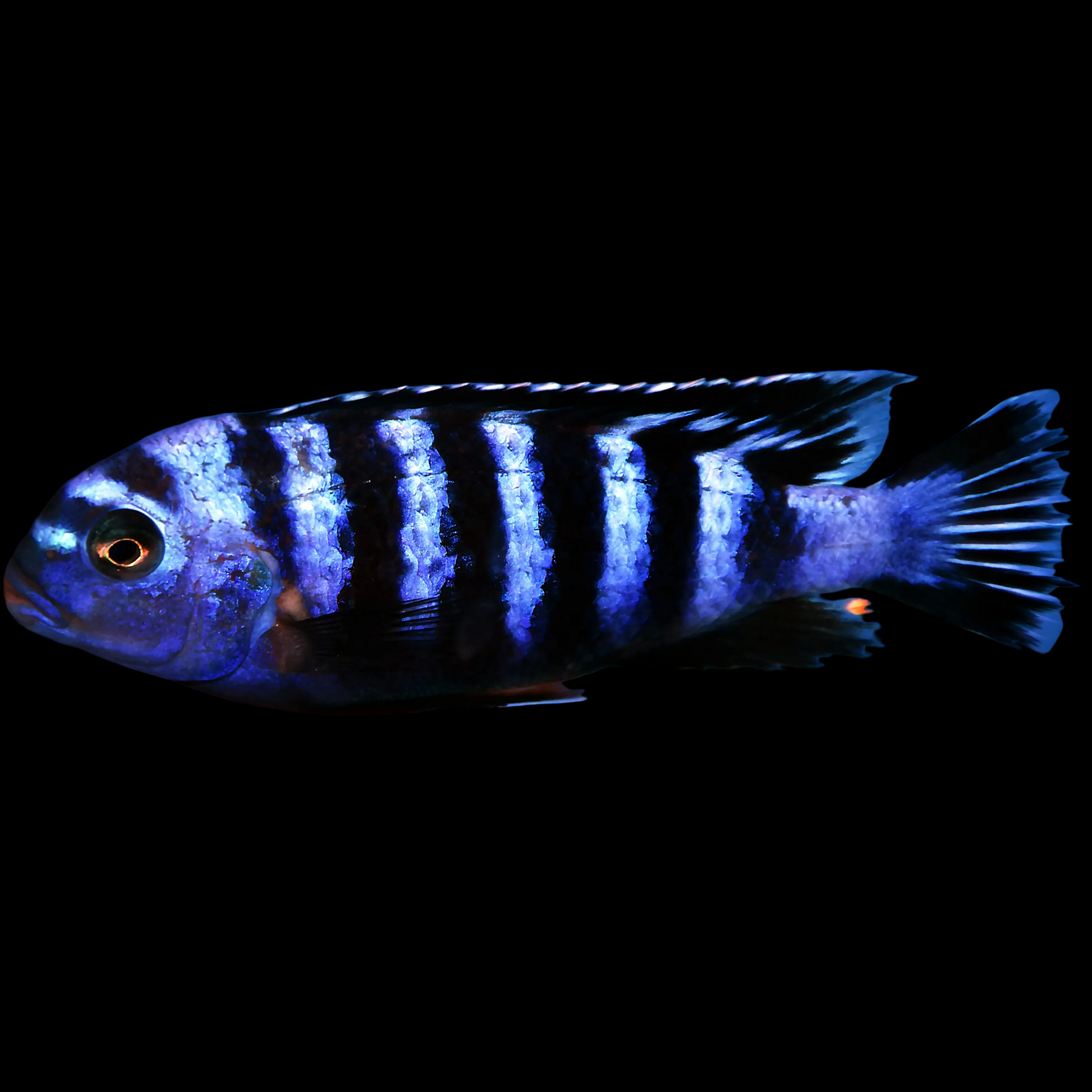 Demasoni Cichlid (Pseudotropheus demasoni) compact deep blue mbuna crossed by evenly spaced black bars