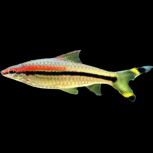 Colorful Denison Barb - Roseline Shark (Puntius denisonii) with a striped pattern on a black background