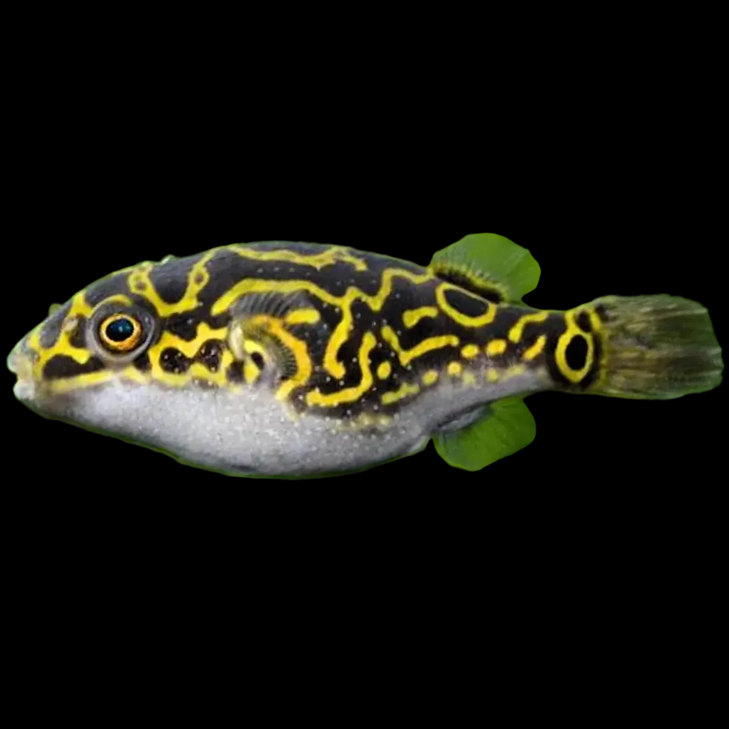 Figure 8 Puffer (Dichotomyctere ocellatus) — small yellow-olive puffer with dark rings and figure-of-eight markings