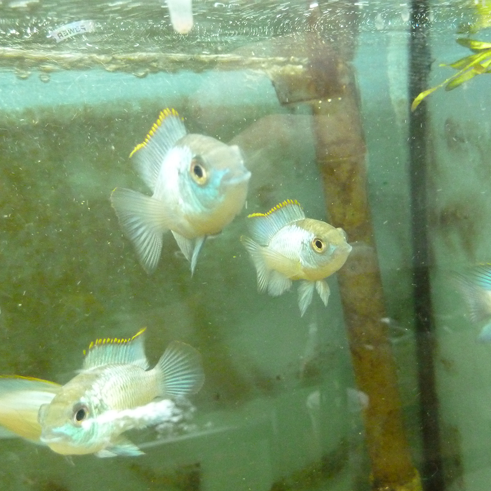 Electric Blue Acara
