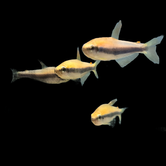 Emperor Tetra