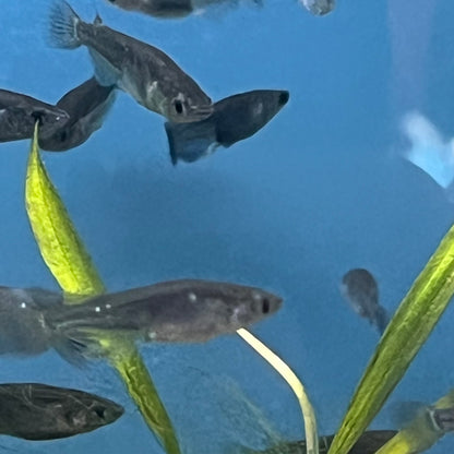 Black Medaka Ricefish