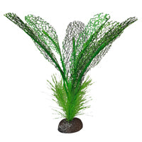 Betta Premium Madagascar Lace Plant, 6 in /15 cm