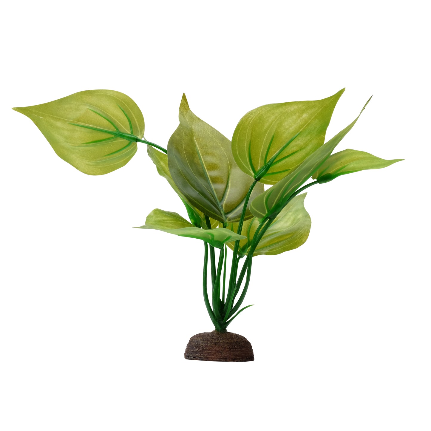 FL Varigated Lizard's Tail Plant 8in