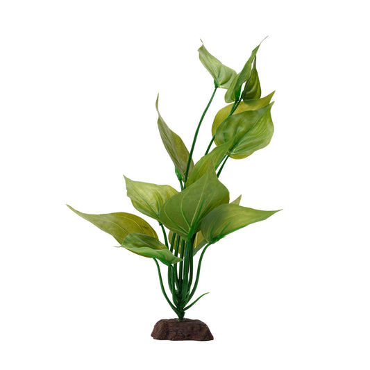 Fluval Varigated Lizard's Tail Plant, 12" (30.5 cm)