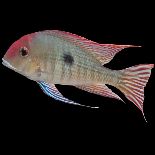 Red Head Tapajos (Geophagus sp. Tapajos) pearly silver-gold eartheater with an orange-red head mask