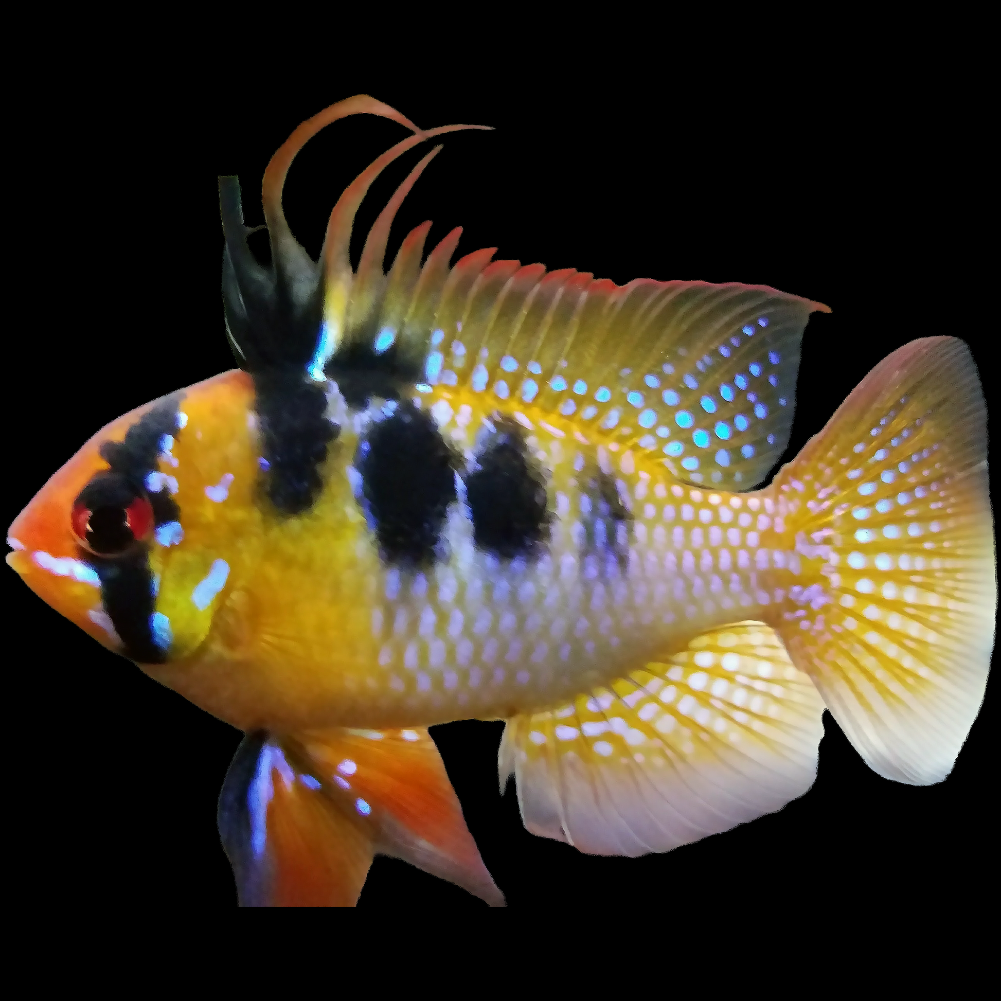 German Blue Ram (Mikrogeophagus ramirezi) — small gold and blue dwarf cichlid with a black eye bar