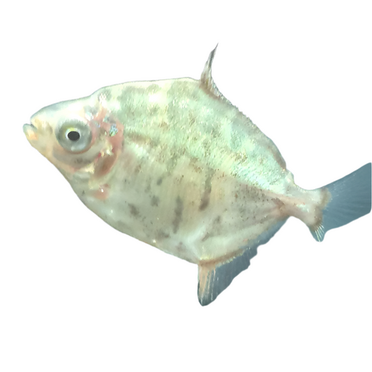 Giant Silver Dollar Fish (Redhook)