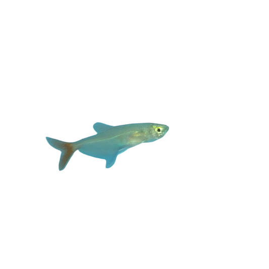 Glass Bloodfin Tetra