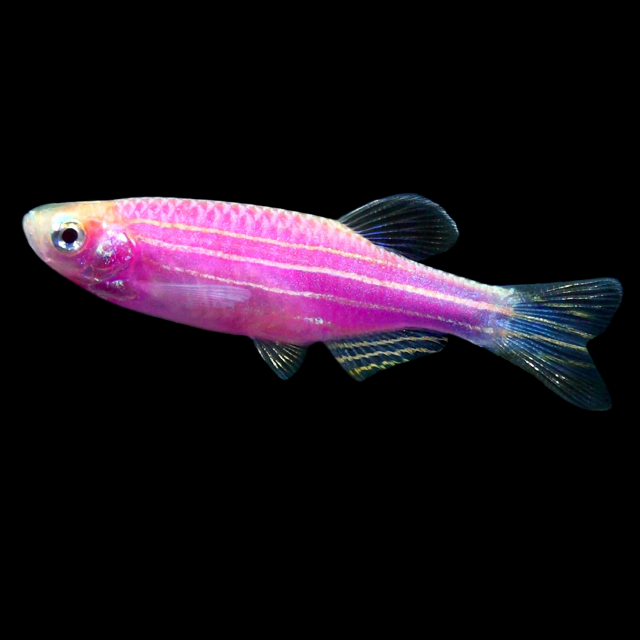 Assorted GloFish Danio (Danio rerio) red fluorescent zebra danio