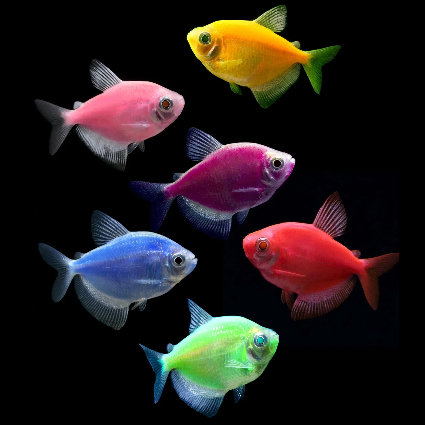 Glo Tetra Assorted