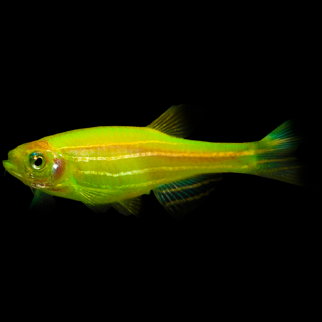 Assorted GloFish Danio (Danio rerio) bright green fluorescent zebra danio