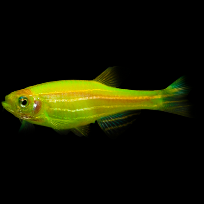 Assorted GloFish Danio (Danio rerio) bright green fluorescent zebra danio