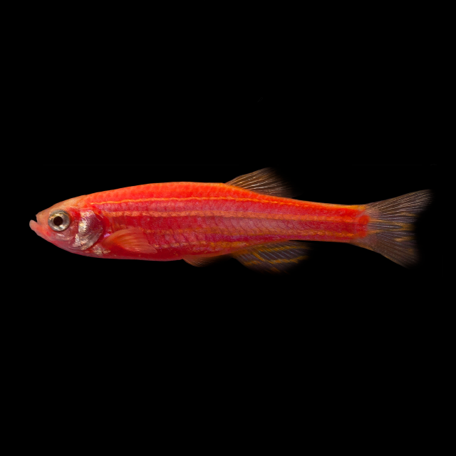Assorted GloFish Danio (Danio rerio) orange fluorescent zebra danio