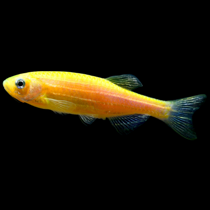 Assorted GloFish Danio (Danio rerio) blue fluorescent zebra danio