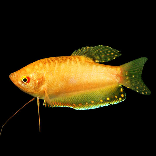 Gold Opaline Gourami