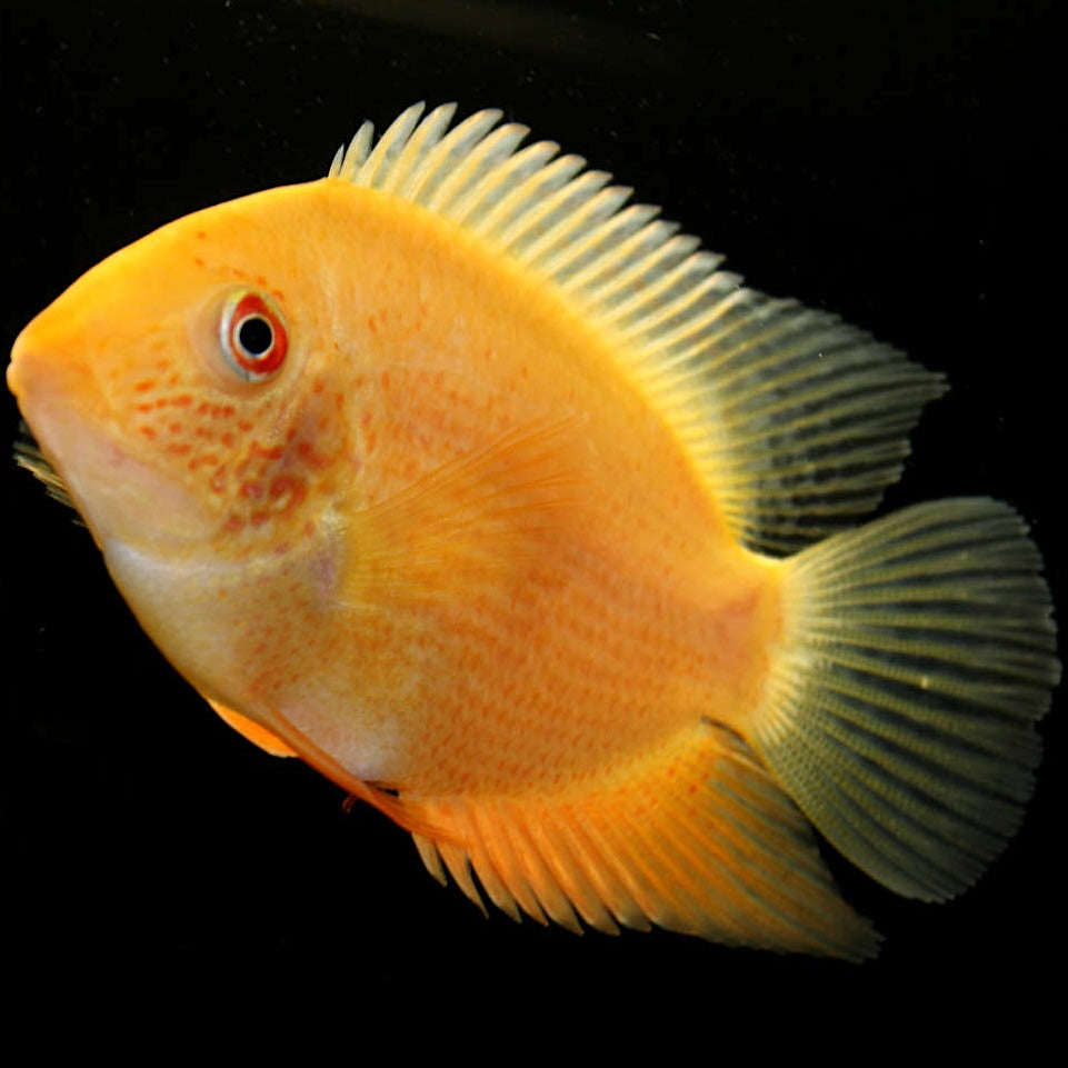 Gold Severum Cichlid