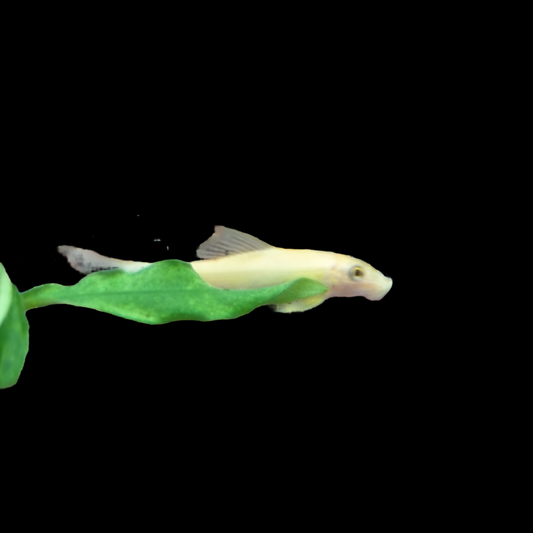 Golden Chinese Algae Eater