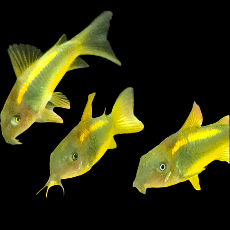 Gold Laser Corydoras CW010 — bronze-green cory catfish with a bright gold stripe along the back