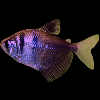 Black Skirt Tetra (Gymnocorymbus ternetzi) deep-bodied silver and charcoal tetra with two black bars and a broad anal fin